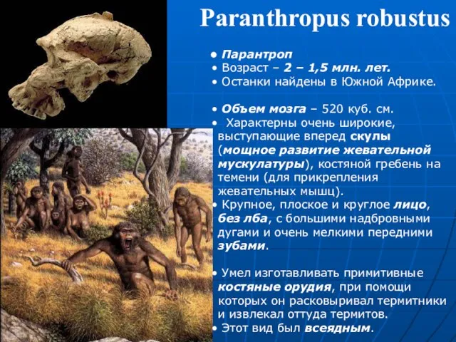 Paranthropus robustus Парантроп Возраст – 2 – 1,5 млн. лет. Останки найдены