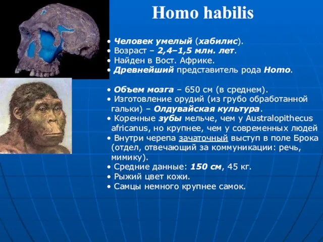 Homo habilis Человек умелый (хабилис). Возраст – 2,4–1,5 млн. лет. Найден в