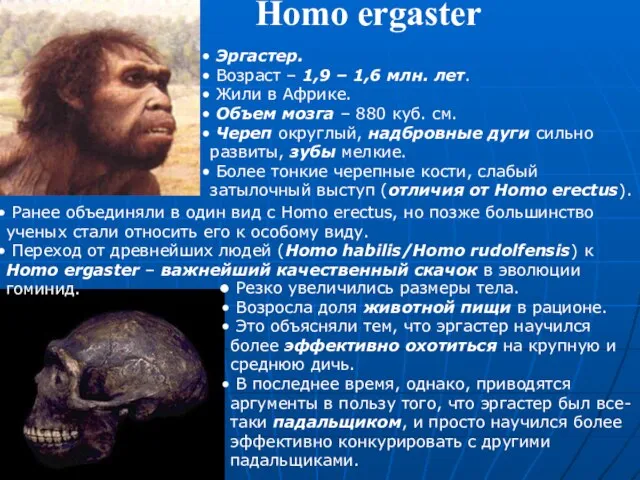 Homo ergaster Эргастер. Возраст – 1,9 – 1,6 млн. лет. Жили в