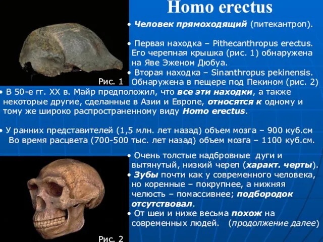 Homo erectus Человек прямоходящий (питекантроп). Первая находка – Pithecanthropus erectus. Его черепная