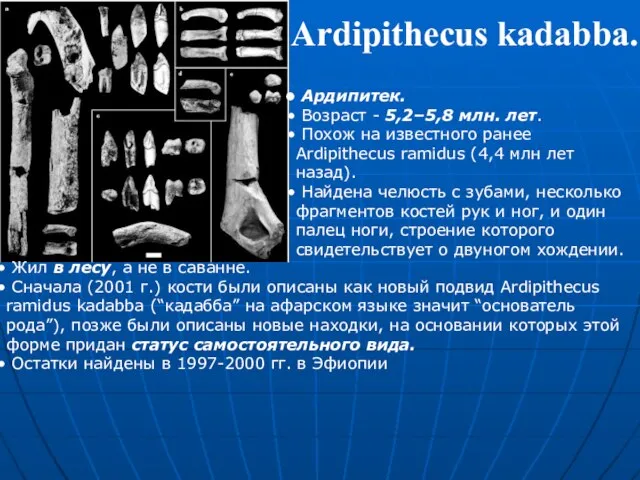 Ардипитек. Возраст - 5,2–5,8 млн. лет. Похож на известного ранее Ardipithecus ramidus