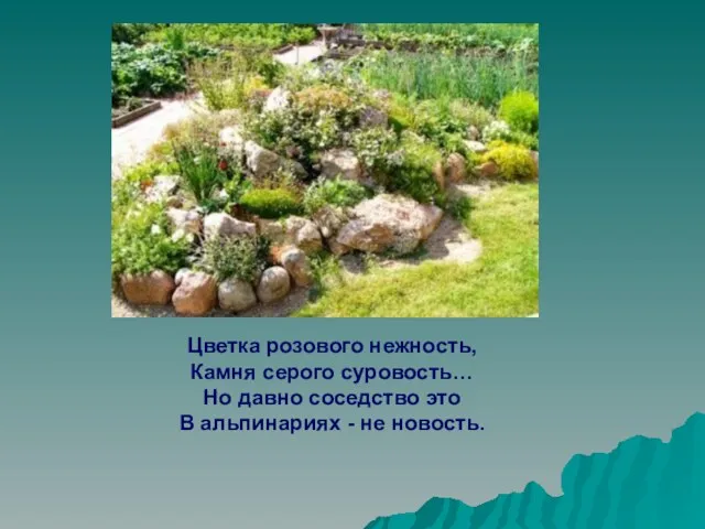 Цветка розового нежность, Камня серого суровость… Но давно соседство это В альпинариях - не новость.