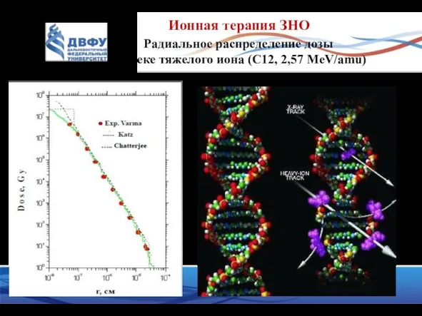 Ионная терапия ЗНО Радиальное распределение дозы в треке тяжелого иона (C12, 2,57 MeV/amu)