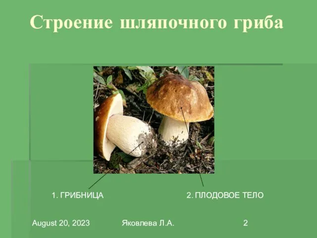 August 20, 2023 Яковлева Л.А. Строение шляпочного гриба 1. ГРИБНИЦА 2. ПЛОДОВОЕ ТЕЛО