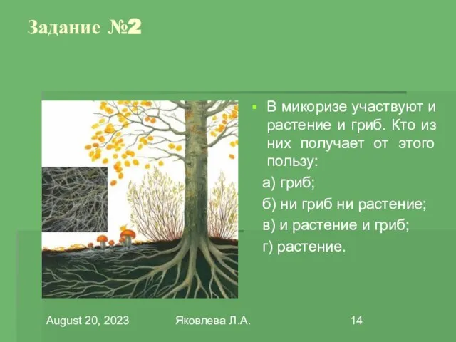 August 20, 2023 Яковлева Л.А. Задание №2 В микоризе участвуют и растение