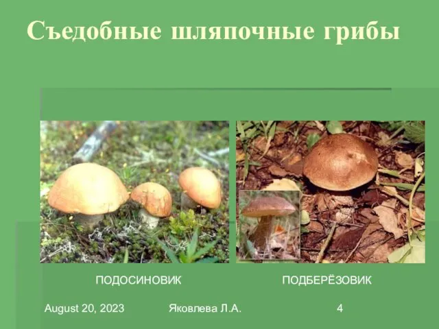 August 20, 2023 Яковлева Л.А. Съедобные шляпочные грибы ПОДОСИНОВИК ПОДБЕРЁЗОВИК
