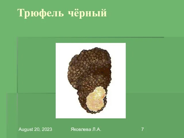 August 20, 2023 Яковлева Л.А. Трюфель чёрный