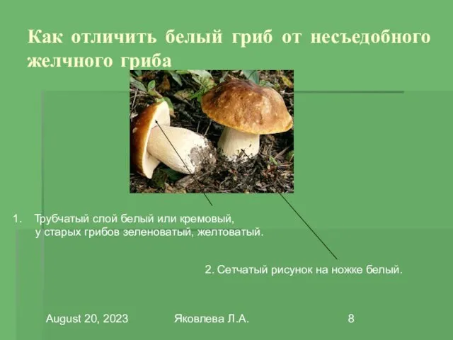 August 20, 2023 Яковлева Л.А. Как отличить белый гриб от несъедобного желчного