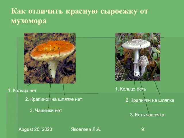 August 20, 2023 Яковлева Л.А. Как отличить красную сыроежку от мухомора 1.