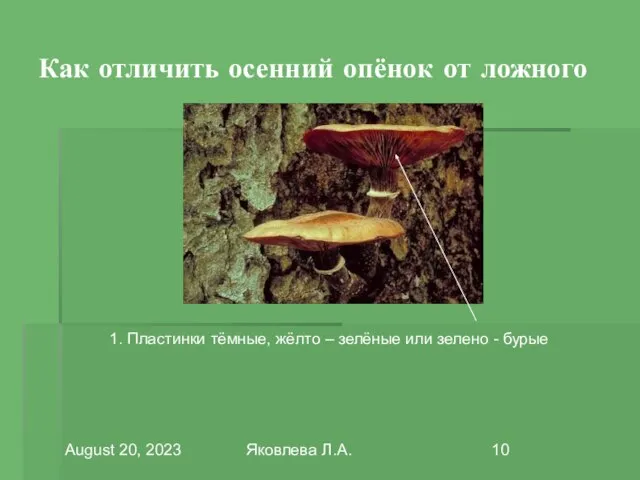 August 20, 2023 Яковлева Л.А. Как отличить осенний опёнок от ложного 1.