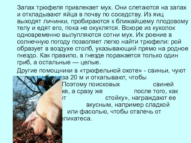 Запах трюфеля привлекает мух. Они слетаются на запах и откладывают яйца в