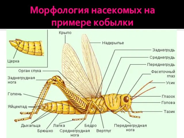 Морфология насекомых на примере кобылки