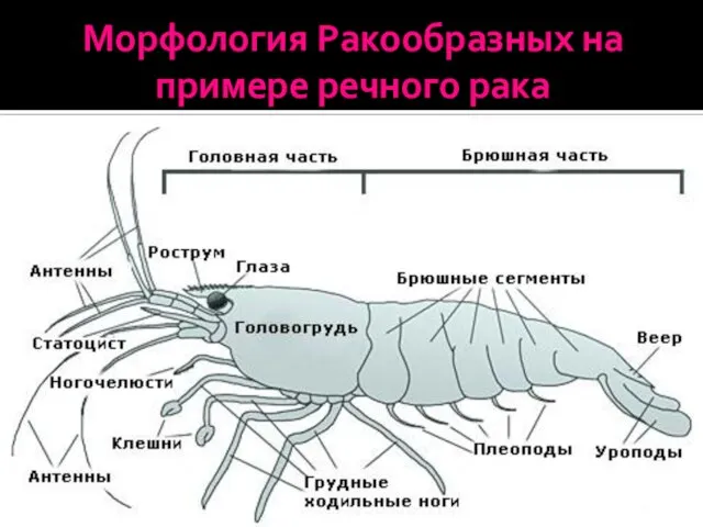 Морфология Ракообразных на примере речного рака