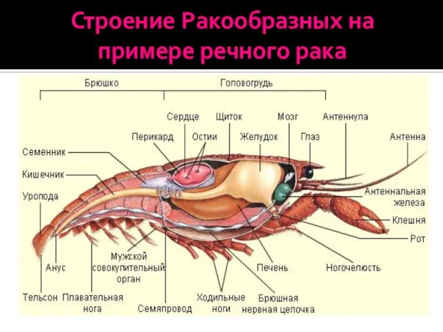 Строение Ракообразных на примере речного рака