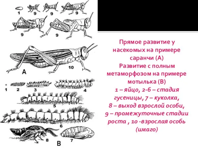 Прямое развитие у насекомых на примере саранчи (А) Развитие с полным метаморфозом