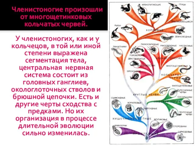 Членистоногие произошли от многощетинковых кольчатых червей. У членистоногих, как и у кольчецов,