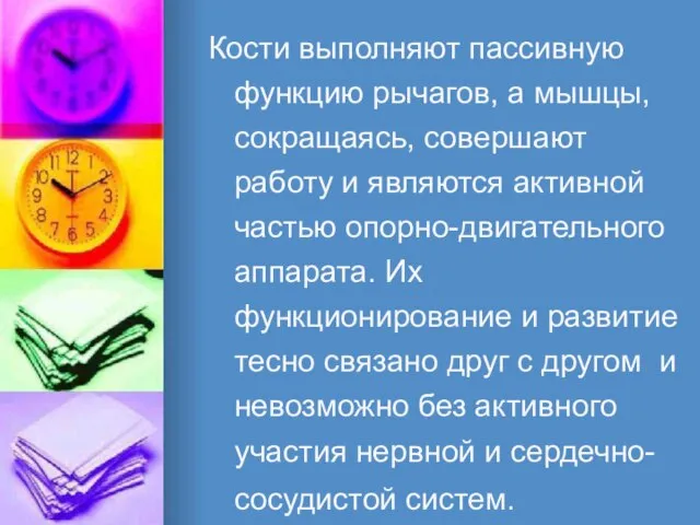 Кости выполняют пассивную функцию рычагов, а мышцы, сокращаясь, совершают работу и являются