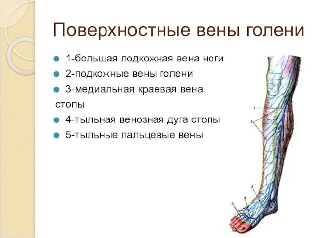 Поверхностные вены голени 1-большая подкожная вена ноги 2-подкожные вены голени 3-медиальная краевая