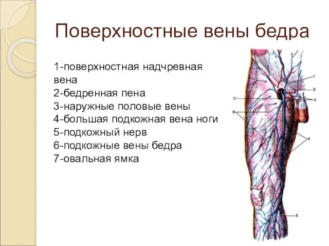 Поверхностные вены бедра 1-поверхностная надчревная вена 2-бедренная пена 3-наружные половые вены 4-большая