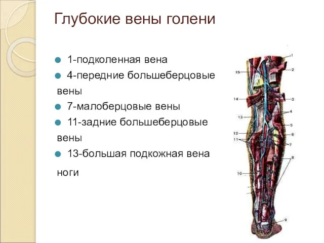 Глубокие вены голени 1-подколенная вена 4-передние большеберцовые вены 7-малоберцовые вены 11-задние большеберцовые