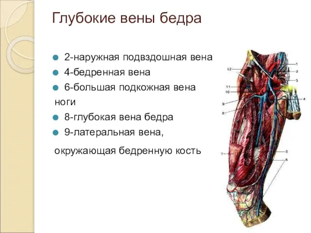 Глубокие вены бедра 2-наружная подвздошная вена 4-бедренная вена 6-большая подкожная вена ноги