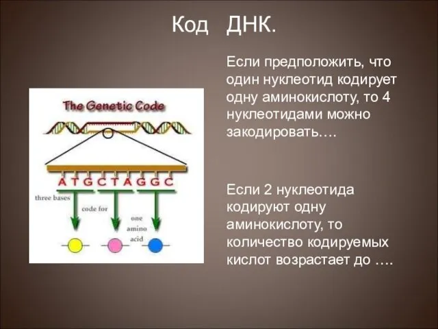 Если предположить, что один нуклеотид кодирует одну аминокислоту, то 4 нуклеотидами можно