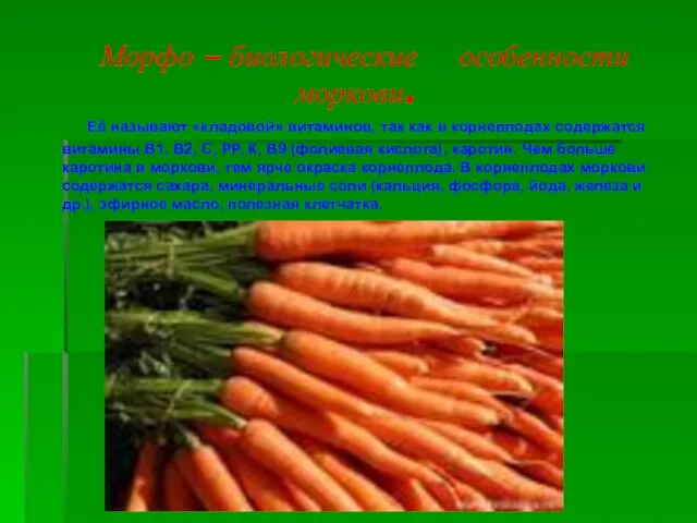 Морфо – биологические особенности моркови. Её называют «кладовой» витаминов, так как в