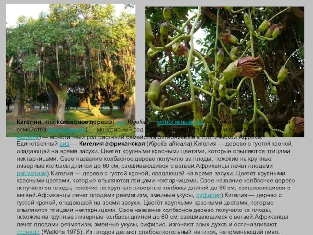 Кигелия, или колбасное дерево (лат. Kigelia) — монотипный род) — монотипный род