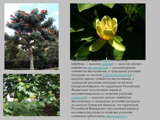 Лириодендрон тюльпановый, или тюльпанное дерево (лат. Liriodendron tulipifera) — высокое дерево) —