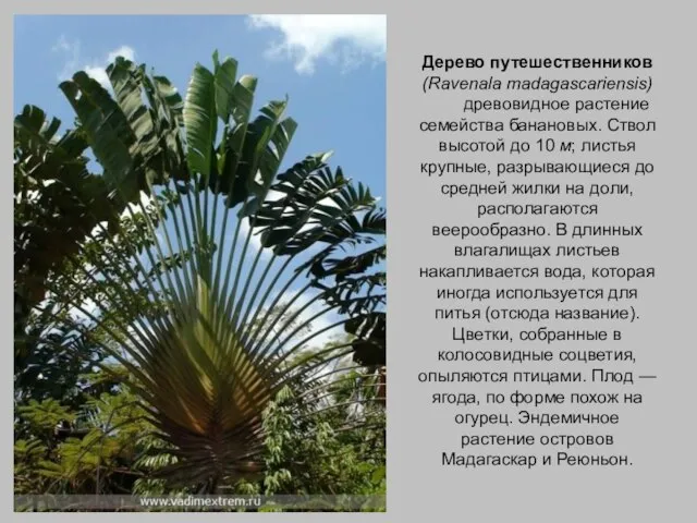 Дерево путешественников (Ravenala madagascariensis) древовидное растение семейства банановых. Ствол высотой до 10
