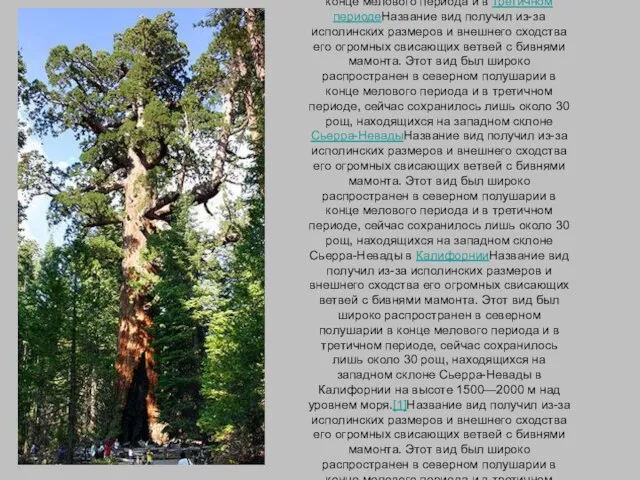 Секвойядендрон (лат. Sequoiadendron) — род) — род деревьев) — род деревьев семейства