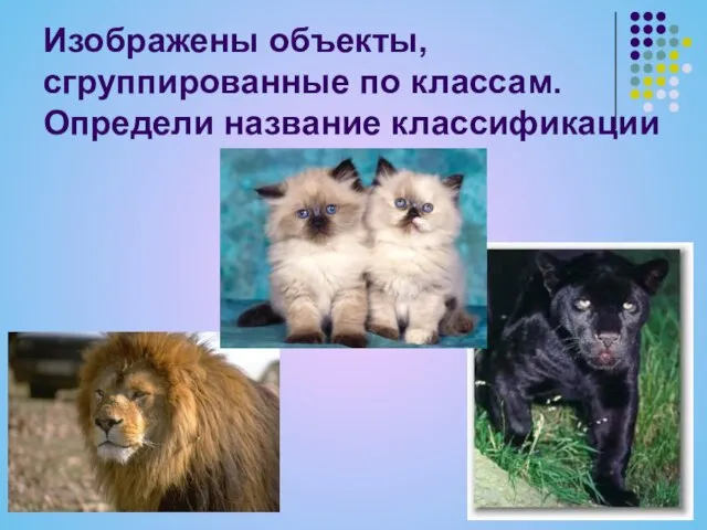 Изображены объекты, сгруппированные по классам. Определи название классификации