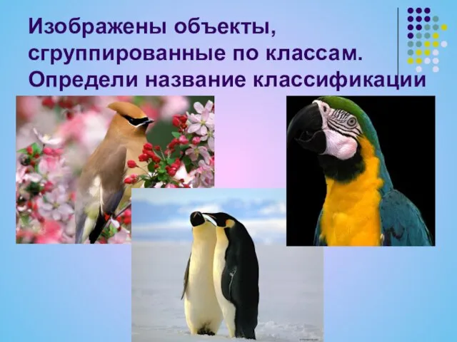 Изображены объекты, сгруппированные по классам. Определи название классификации