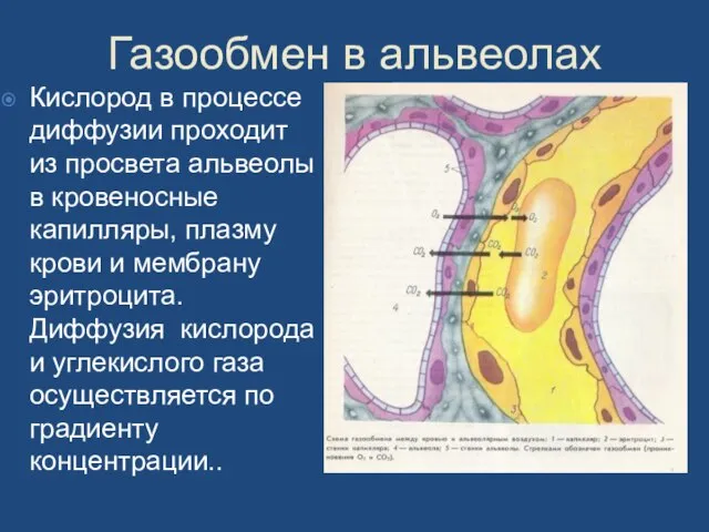 Газообмен в альвеолах Кислород в процессе диффузии проходит из просвета альвеолы в