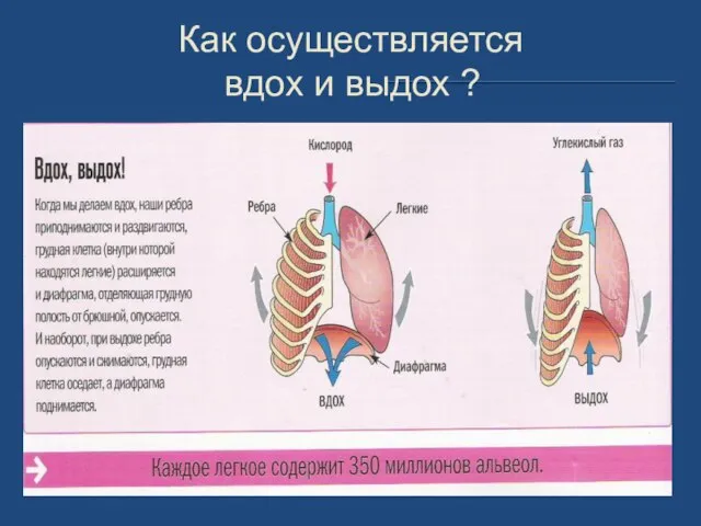 Как осуществляется вдох и выдох ?