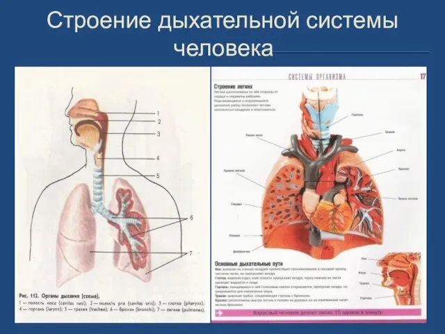 Строение дыхательной системы человека