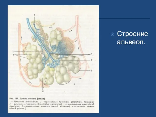 Строение альвеол.