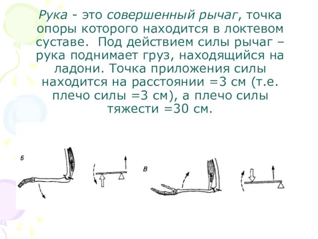 Рука - это совершенный рычаг, точка опоры которого находится в локтевом суставе.