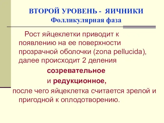 ВТОРОЙ УРОВЕНЬ - ЯИЧНИКИ Фолликулярная фаза Рост яйцеклетки приводит к появлению на