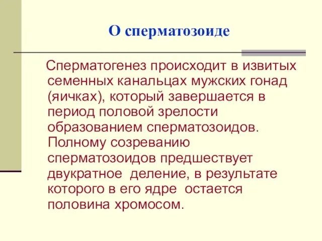 О сперматозоиде Сперматогенез происходит в извитых семенных канальцах мужских гонад (яичках), который