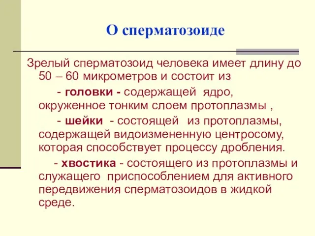 О сперматозоиде Зрелый сперматозоид человека имеет длину до 50 – 60 микрометров