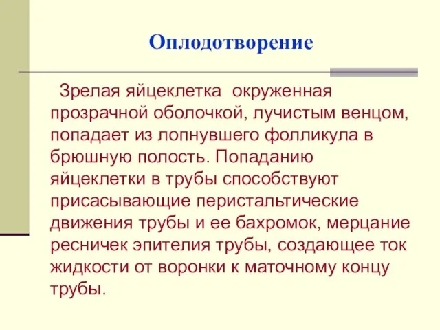 Оплодотворение Зрелая яйцеклетка окруженная прозрачной оболочкой, лучистым венцом, попадает из лопнувшего фолликула