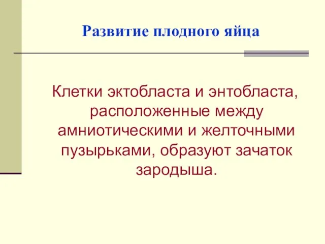 Развитие плодного яйца Клетки эктобласта и энтобласта, расположенные между амниотическими и желточными пузырьками, образуют зачаток зародыша.