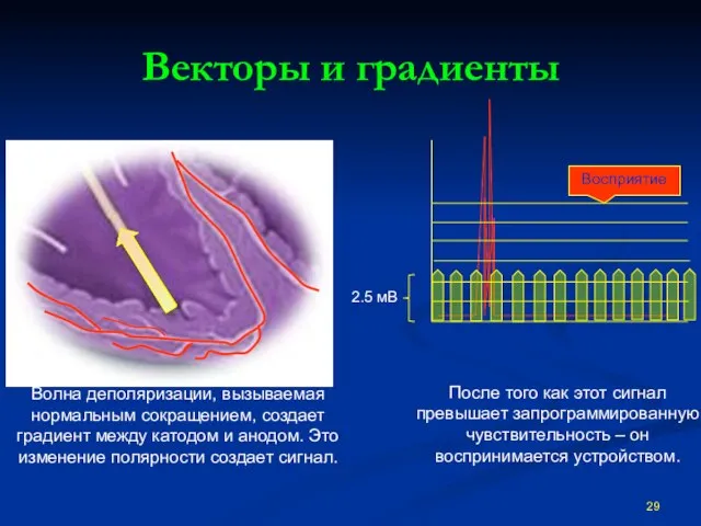 Векторы и градиенты Восприятие Волна деполяризации, вызываемая нормальным сокращением, создает градиент между