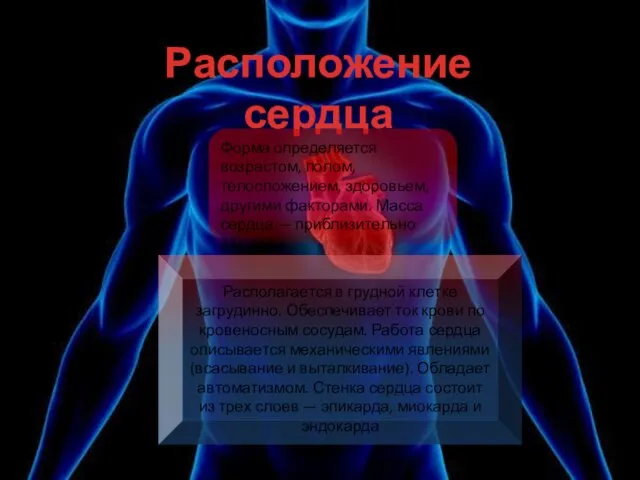 Располагается в грудной клетке загрудинно. Обеспечивает ток крови по кровеносным сосудам. Работа