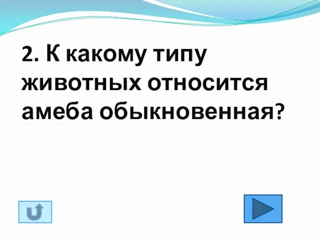 2. К какому типу животных относится амеба обыкновенная?