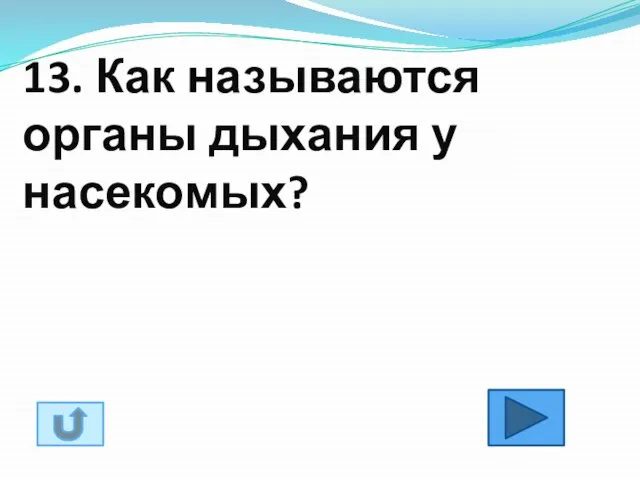 13. Как называются органы дыхания у насекомых?