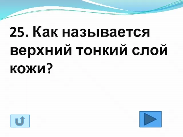 25. Как называется верхний тонкий слой кожи?