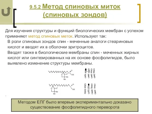 9.5.2 Метод спиновых миток (спиновых зондов) Для изучения структуры и функций биологических