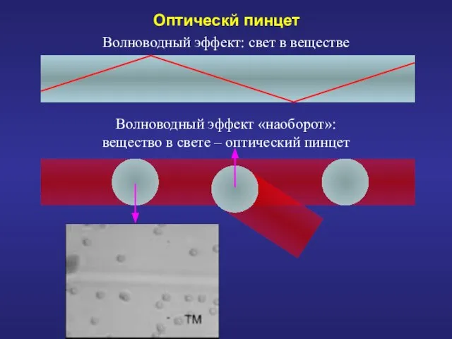 Оптическй пинцет Волноводный эффект: свет в веществе Волноводный эффект «наоборот»: вещество в свете – оптический пинцет